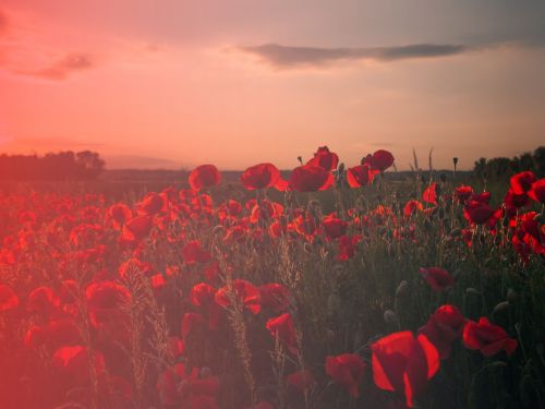 Remembrance Day – November 11